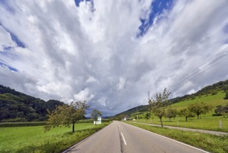 Landscape, landscape photography, hills, coniferous forest, trees, meadow, field, central