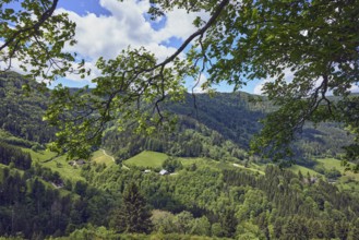 Simonswäldertal Dreitälerblick, Zweribach, hilly landscape, hills, coniferous forest, trees,