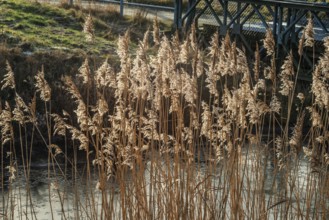 Common reed (Phragmites communis) at a creek in winter in Ystad municipality, Skåne county, Sweden,
