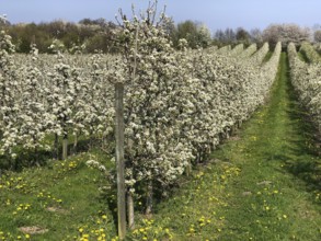 Flowering apple tree in orchard in Kivik, Simrishamn municipality, Skåne County, Sweden,
