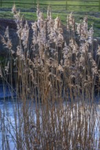 Common reed (Phragmites communis) at a creek in winter in Ystad municipality, Skåne county, Sweden,