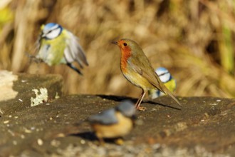 A robin and two blue tits on a tree trunk, robin (Erithacus rubecula) wildlife, Germany
