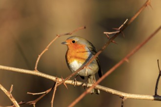 A robin sitting on a prickly branch in autumn light, Robin (Erithacus rubecula) wildlife, Germany
