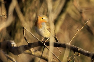 A robin sitting on a branch in warm light, Robin (Erithacus rubecula) wildlife, Germany
