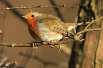 Close-up of a robin sitting on a branch, Robin (Erithacus rubecula) wildlife, Germany