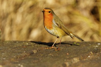 A robin standing upright on a tree trunk, Robin (Erithacus rubecula) wildlife, Germany