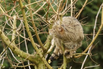 A cat sits attentively in a tree between the branches, wild cat (Felis silvestris), Germany