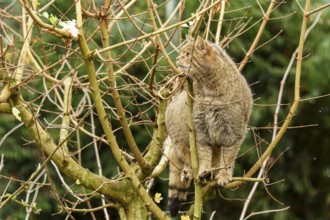 A cat climbing in a tree surrounded by numerous branches, wildcat (Felis silvestris), Germany