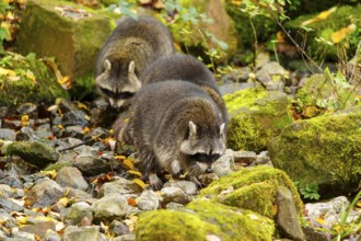 Three raccoons running over stony ground in autumn forest, raccoon (Procyon lotor), Germany