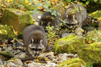 A group of raccoons in an autumnal forest with moss and stones, raccoon (Procyon lotor), Germany