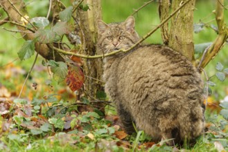 A brown cat sits between trees on leaves and looks attentively, wild cat (Felis silvestris),