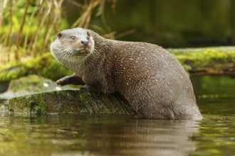 An otter climbs on a moss-covered stone in the water in its natural environment, European otter