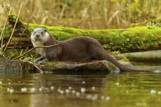 An alert looking otter is on a mossy tree stump in the water, European otter (Lutra lutra), Germany