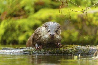 An otter in the water looks curiously over a tree trunk, surrounded by moss, European otter (Lutra