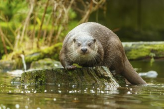 An otter on a tree stump in the water staring directly into the camera, surrounded by moss,
