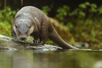 An otter concentrates on hunting for prey from a stone, European otter (Lutra lutra), Germany
