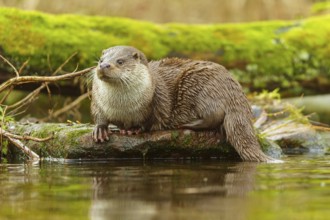 An otter sitting on a stone trunk surrounded by water and mossy surroundings, European otter (Lutra