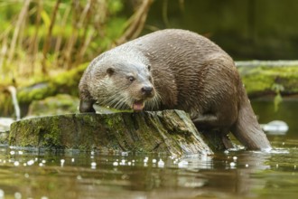 An otter standing on a tree stump in the water, with its mouth open as if looking around, European