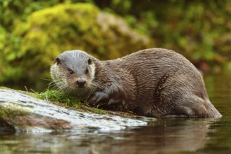An otter peers cautiously from a stone into the water, European otter (Lutra lutra), Germany