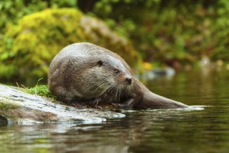 An otter resting relaxed on a stone by the water, European otter (Lutra lutra), Germany