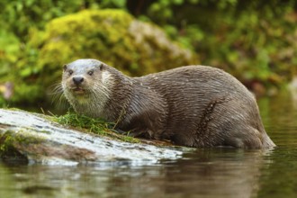 An otter looks intently at an area of a moss-covered stone, European otter (Lutra lutra), Germany