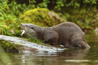An otter catches a fish while bending over a stone, European otter (Lutra lutra), Germany