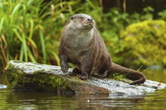 An otter looks around curiously while sitting on a stone, European otter (Lutra lutra), Germany