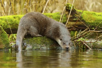 An otter on a moss-covered log in the water, looking curiously at its surroundings, European otter