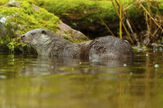 An otter swims gently through the water, surrounded by mossy landscape elements, European otter
