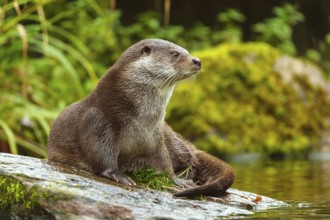 An otter sitting on a moss-covered stone in a natural habitat, European otter (Lutra lutra),