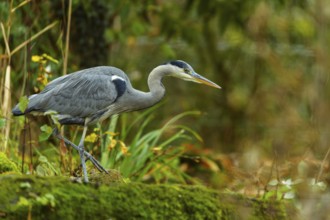 A grey heron walks through a lush forest area with moss-covered ground and plants, Grey heron,