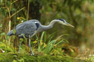 A grey heron moves through a green forest scene, surrounded by moss and plants, Grey heron, (Ardea