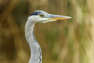 Close-up of a grey heron with sharp, focused gaze and long beak, grey heron, (Ardea cinerea),