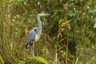 A grey heron stands majestically on a mossy tree trunk in front of a forest background, Grey heron,