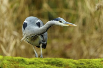 A grey heron stands on a moss-covered field, surrounded by a blurred background, Grey heron, (Ardea