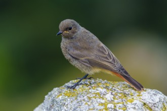 A brown bird sitting on a mossy stone with a blurred green background, black redstart (Phoenicurus