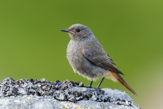A small brown bird on a lichen-covered stone against a green background, black redstart