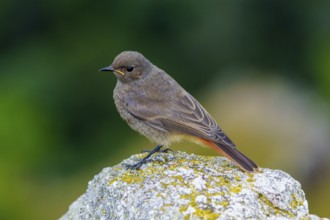 A brown bird sitting on a mossy stone with a blurred background, black redstart (Phoenicurus