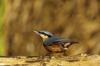 A bird sits on a branch and looks up into the sky, surrounded by harmonious colours, Nuthatch