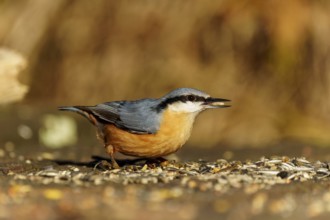 A bird sitting on the ground eating seeds, surrounded by a natural environment, Nuthatch (Sitta