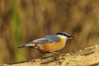 A colourful bird stands on a branch and looks attentively to the side, Nuthatch (Sitta europaea),