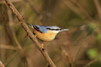 A bird sits attentively on a thorny branch, surrounded by natural colours, Nuthatch (Sitta