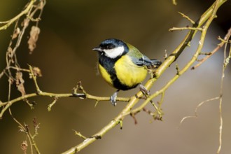 A small bird sitting on a thin branch surrounded by delicate autumnal twigs, Great Tit, (Parus