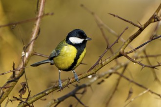 A small bird sits on a thorny branch against a blurred, brown background, Great Tit, (Parus major),