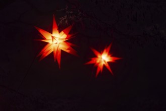 Shining stars on a tree, Raunacht, winter, Waldburg Castle, Waldburg, Allgäu, Baden-Württemberg,