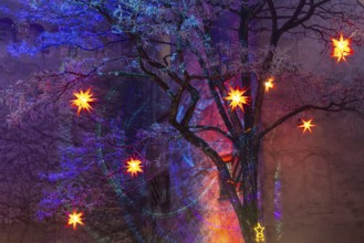 Shining stars on a tree, illumination, murmuring, winter, Waldburg Castle, Waldburg, Allgäu,