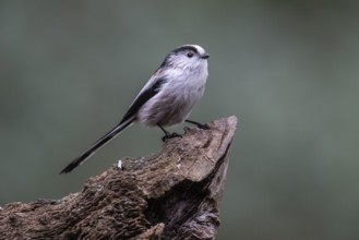 Long-tailed Tit (Aegithalos caudatus), Emsland, Lower Saxony, Germany