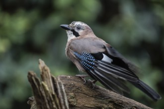 Eurasian jay (Garrulus glandarius), Emsland, Lower Saxony, Germany