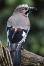 Eurasian jay (Garrulus glandarius), Emsland, Lower Saxony, Germany
