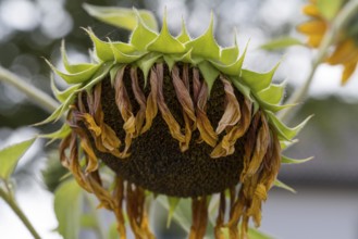 Single faded sunflower (Helianthus annuus) Bavaria, Germany